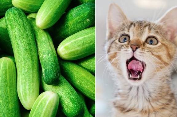 会打鼓的苹果猫真人版:遇见黄瓜，猫咪吓得飞起！猫为何如此害怕黄瓜？